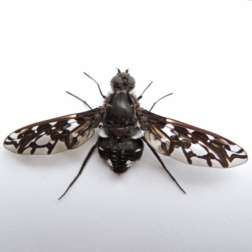 Tiger Bee Fly photo 3