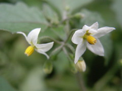 Solanum nigrum