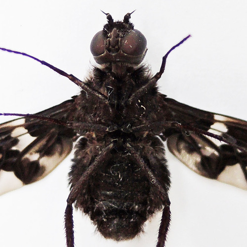 Tiger Bee Fly photo 6