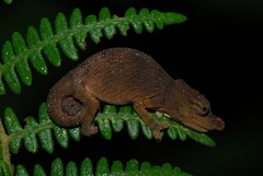 Calumma nasutum