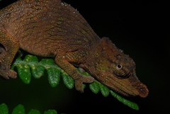 Calumma nasutum