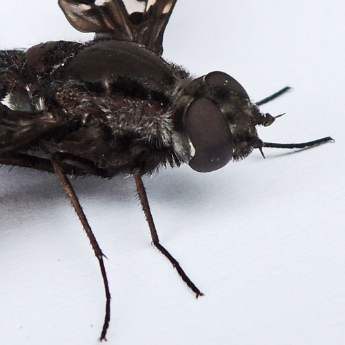 Tiger Bee Fly photo 5