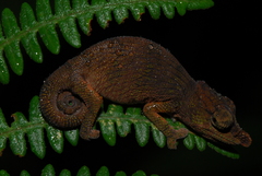 Calumma nasutum