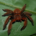 Lion Spider - Photo (c) Philipp, some rights reserved (CC BY), uploaded by Philipp