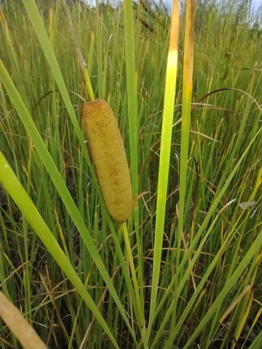 Pálka Laxmannova (Typha laxmannii)