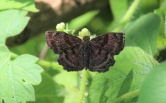 Antigonus funebris