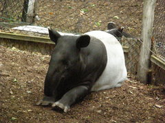 Tapirus indicus