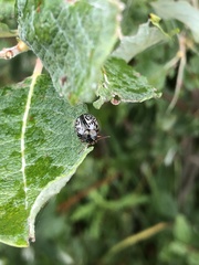 Calligrapha multipunctata