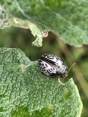 Calligrapha multipunctata
