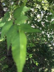 Gleditsia triacanthos