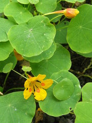 Tropaeolum minus