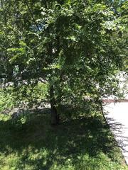 Gleditsia triacanthos