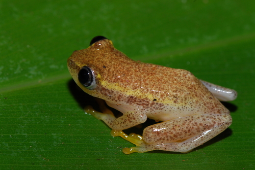 Andasibe Reed Frog, Heterixalus punctatus