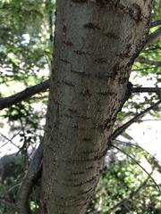 Gleditsia triacanthos