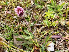 Erigeron borealis