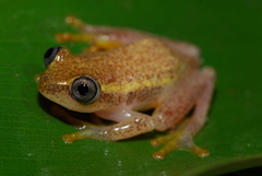 Heterixalus
