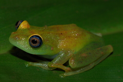 Boophis viridis