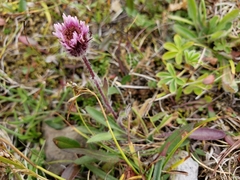 Erigeron borealis