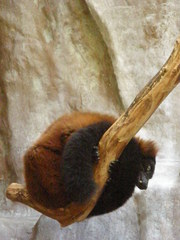 Varecia rubra
