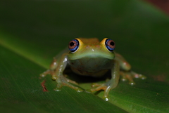 Boophis viridis