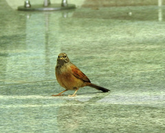 Emberiza sahari