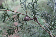 Cupressus benthamii