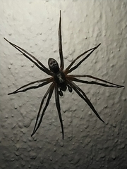 Sagana rutilans