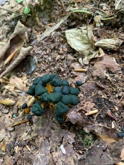 Leotia viscosa