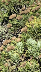 Hymenolepis crithmifolia
