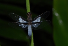 Palpopleura vestita