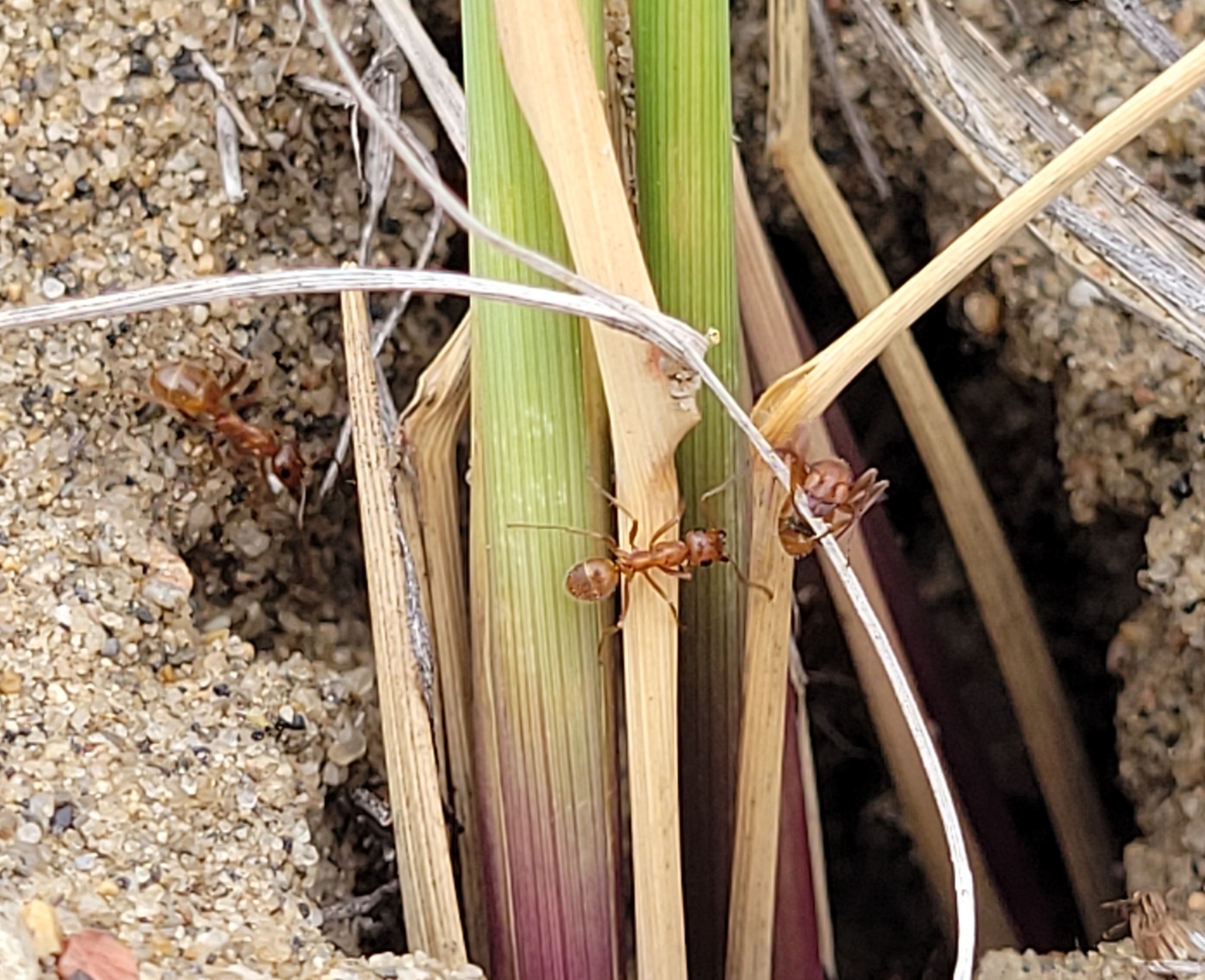 Formica bradleyi