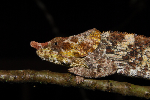 Short-horned Chameleon, Calumma brevicorne