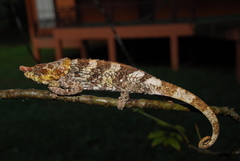 Short-Horned Chameleon photo 3