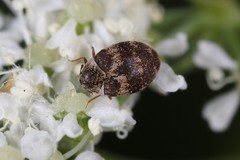 Anthrenus fuscus