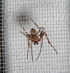 Larinioides ixobolus