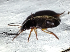 Harpalus griseus