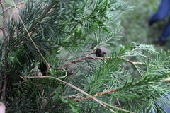 Cupressus benthamii