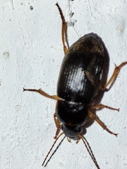 Harpalus griseus