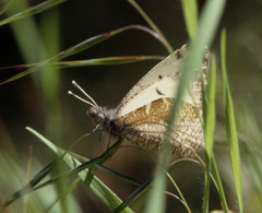 Anthocharis lanceolata