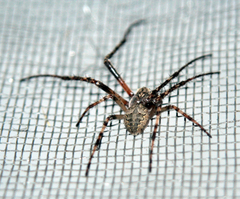 Larinioides ixobolus