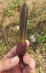 Pseudobombax parvifolium