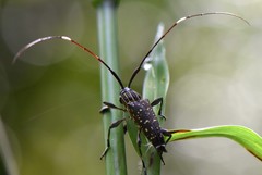 Colobothea bicuspidata