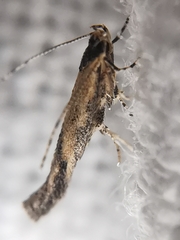 Coccidiphila danilevskyi