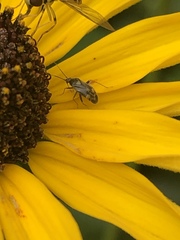 Plagiognathus obscurus