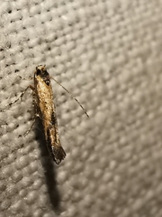 Coccidiphila danilevskyi