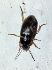 Harpalus griseus