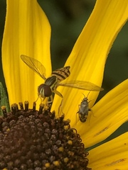 Plagiognathus obscurus