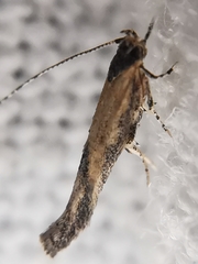 Coccidiphila danilevskyi