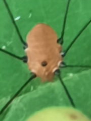 Leiobunum aldrichi