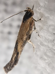 Coccidiphila danilevskyi